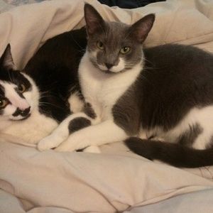 Meet your Posher, Doyle